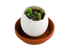 Egg Hatches Plant