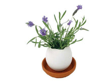 Egg Hatches Plant
