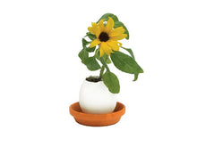 Egg Hatches Plant