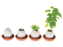 Egg Hatches Plant